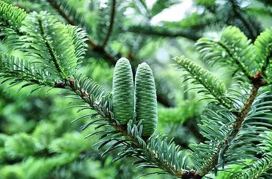 國家重點保護野生植物名錄